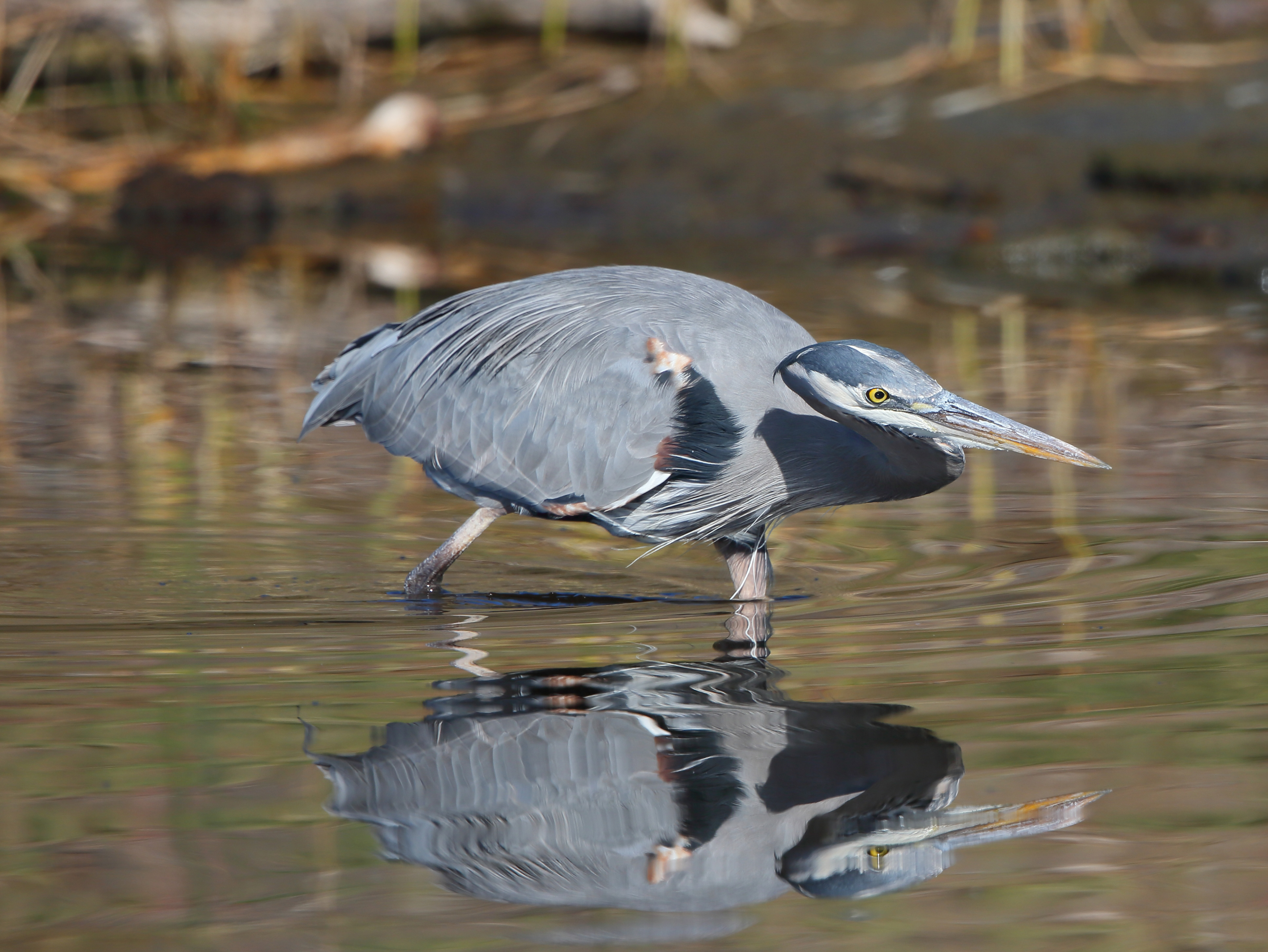 Blue Heron On The Hunt 